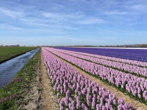bollenveld, zacht werken